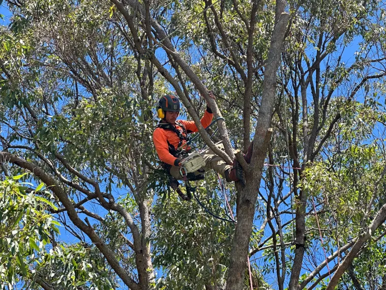 Climbing high in a eucalyptus canopy on a domestic job in Australia, roped in with a handsaw on the harness.
