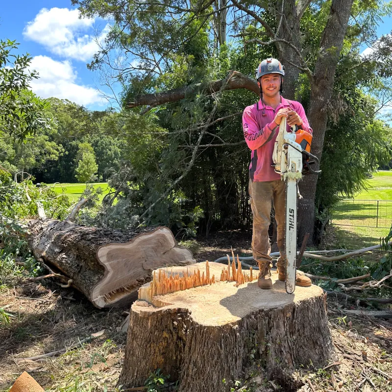 Standing on the stump of a large felled tree with a chainsaw, helmet and ear defenders on.