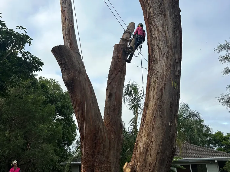 Rigging sections off a large dead gum tree beside a house, with a groundsman controlling the rope through a friction device at the base.