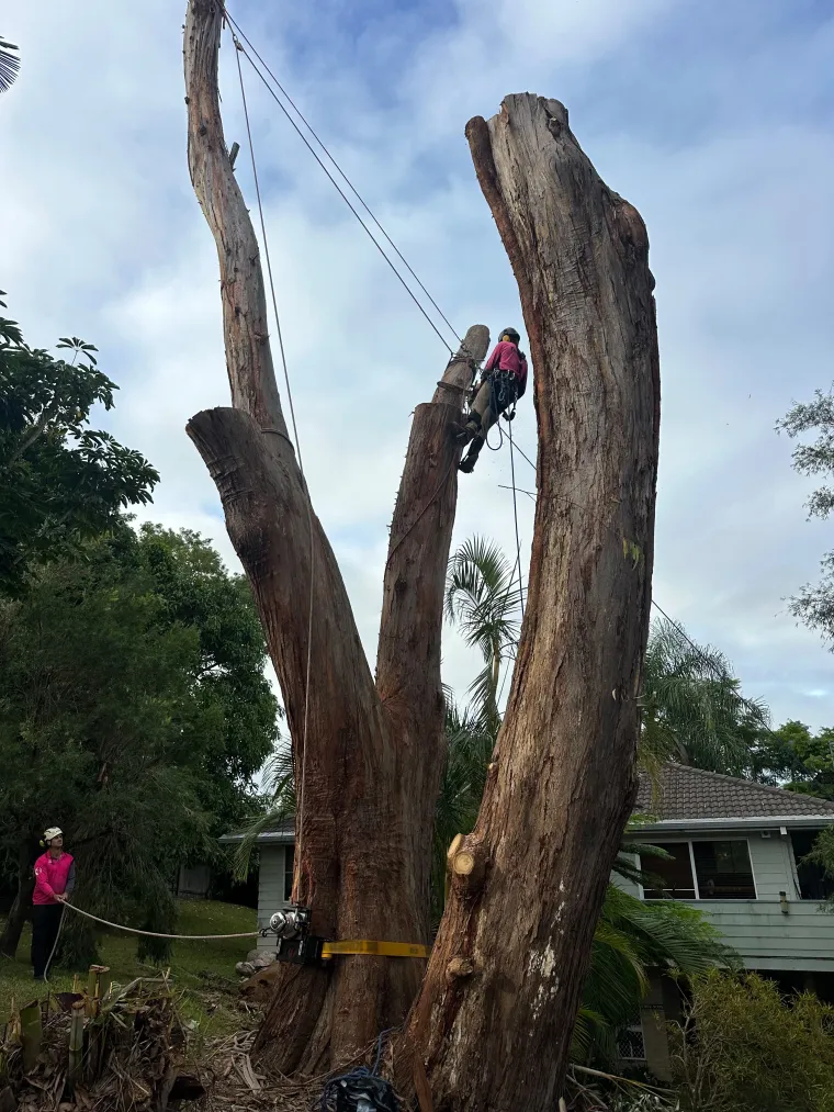 Rigging sections out of a large dead gum tree above a house in Australia, groundsman on the rope below.