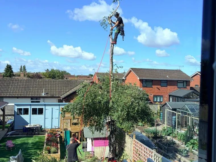 A tree being dismantled in a tight domestic garden, with a shed, greenhouse and vegetable beds directly below.