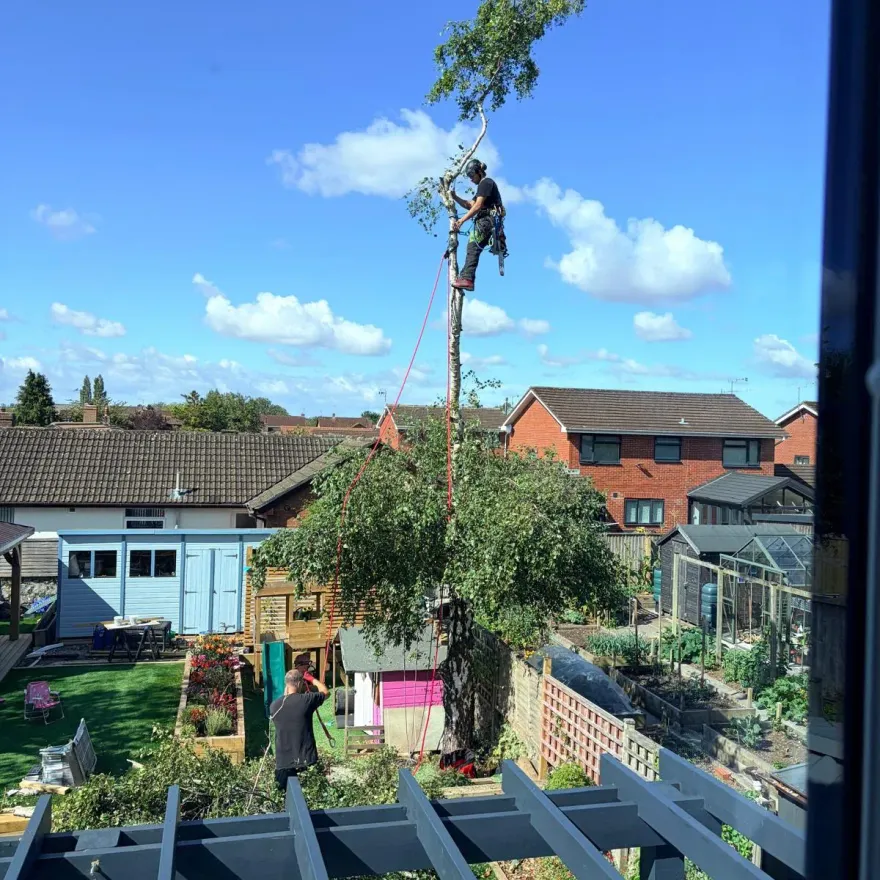 Arborist roped into the top of a silver birch, taking it down in sections above a garden.