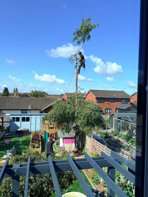 Silver birch being taken down in sections from the top, over a garden with a shed and greenhouse below.