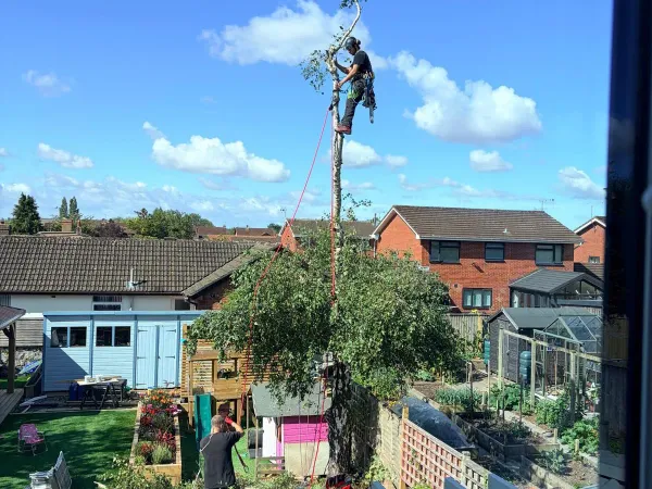 A tight domestic garden with a shed, greenhouse and beds below the tree being worked on, the kind of access that drives the price.