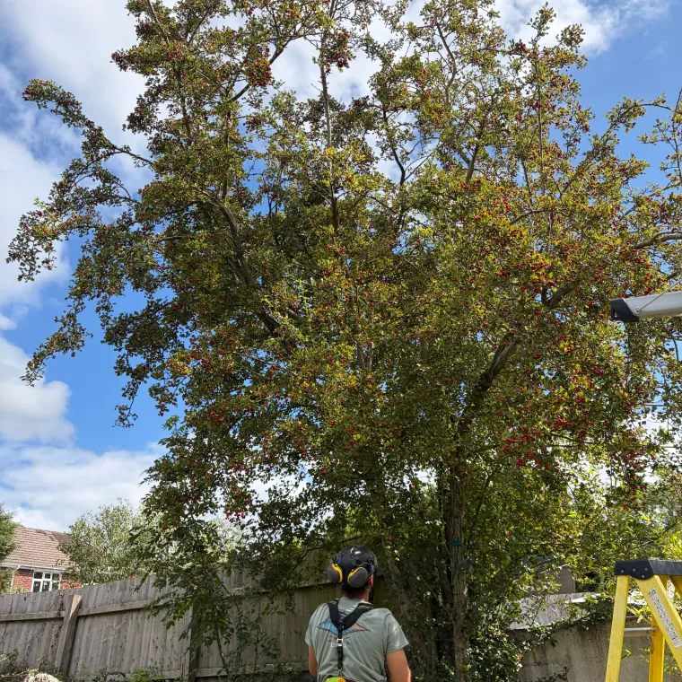 Arborist in a harness assessing a mature hawthorn before pruning, ladder set up alongside.