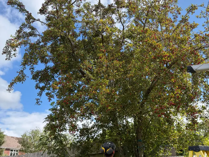 Looking up into a mature hawthorn in a Somerset garden before pruning begins.