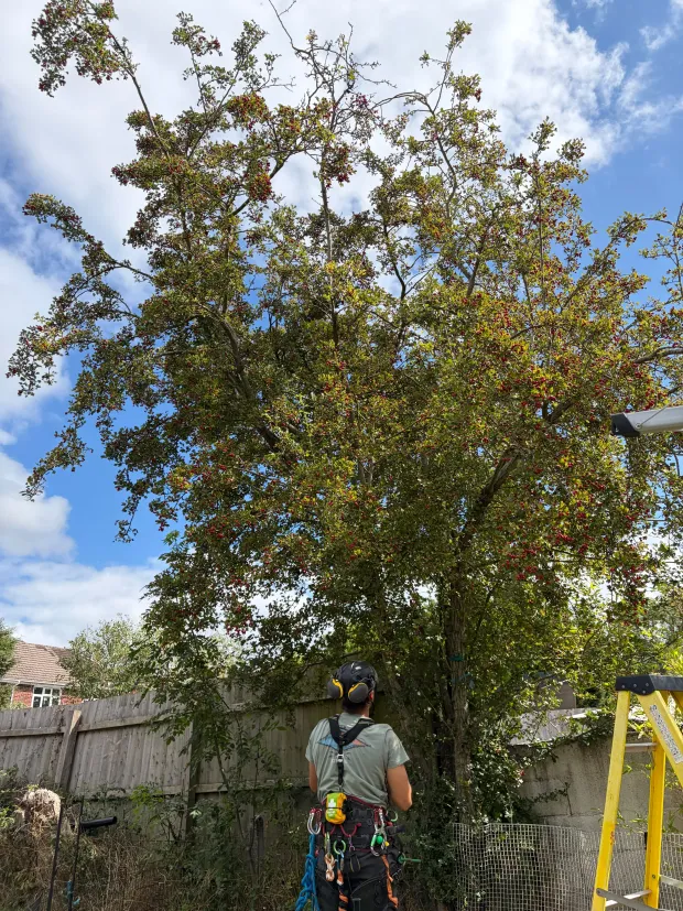Arborist in harness looking up into a mature hawthorn in full berry before starting work.