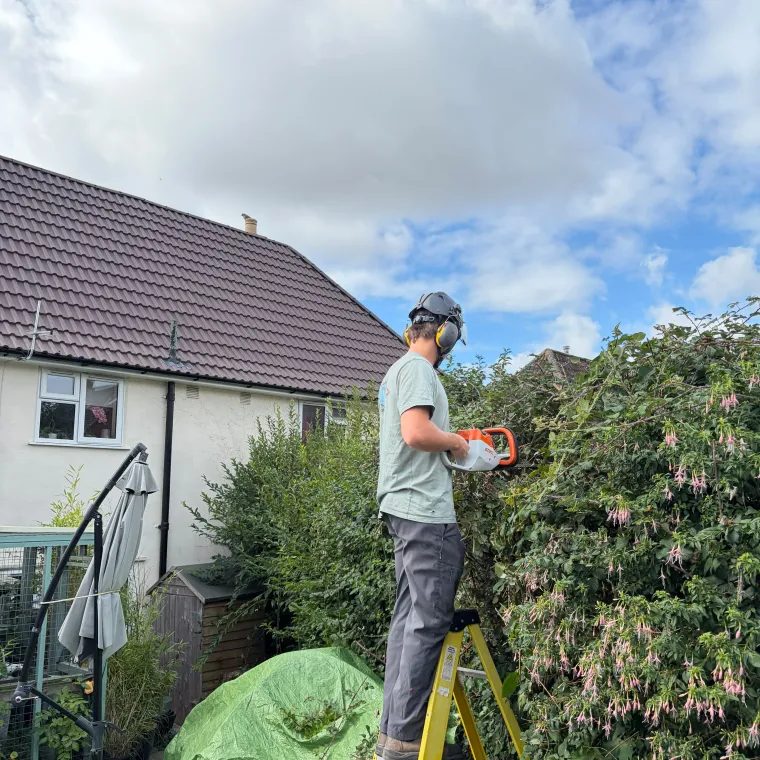 Cutting the top of a tall flowering garden hedge with a hedge trimmer, working from a stepladder with sheets laid below.