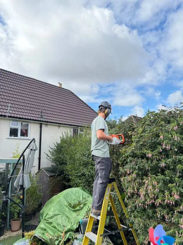 Tall garden hedge being cut back with a hedge trimmer from a stepladder, sheets laid out below.