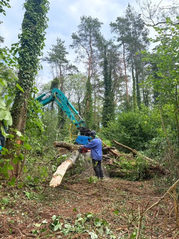 A large fallen trunk being cut into sections during woodland clearance, with a tracked machine alongside.