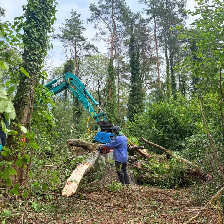 A large storm-felled tree brought down across ground, being cut into sections to clear the site.