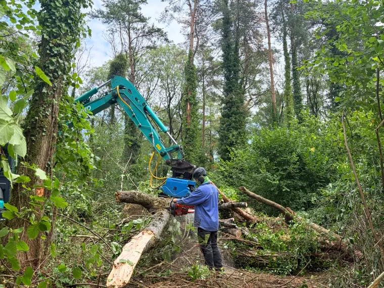 Cutting a large fallen trunk into manageable sections during a woodland clearance job.